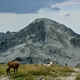 Chamois, Vihren