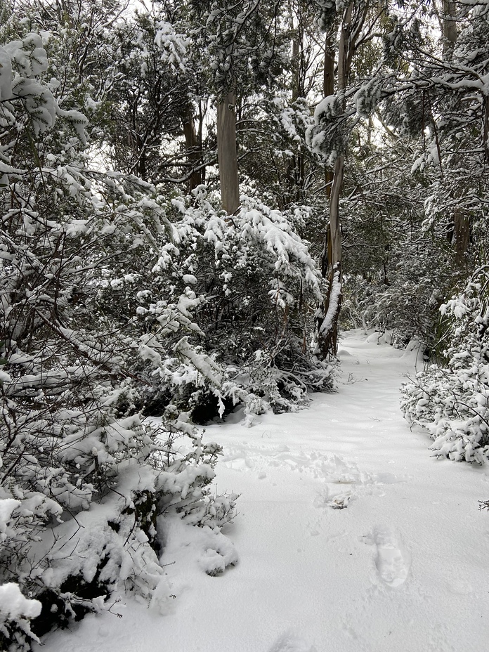 1, Hartz Mountains (Tasmania)