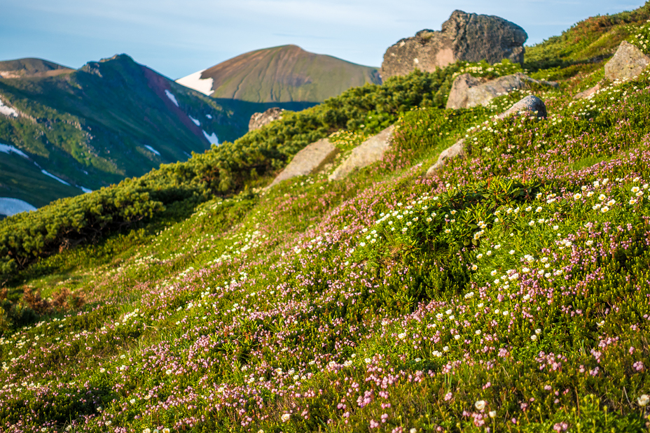 Wild plant garden of Mt. Pippu., Mount Pippu