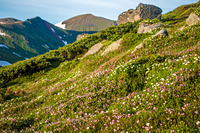 Wild plant garden of Mt. Pippu., Mount Pippu photo