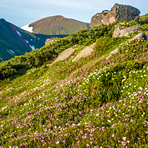 Wild plant garden of Mt. Pippu., Mount Pippu