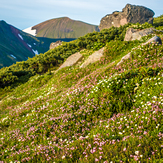 Wild plant garden of Mt. Pippu., Mount Pippu