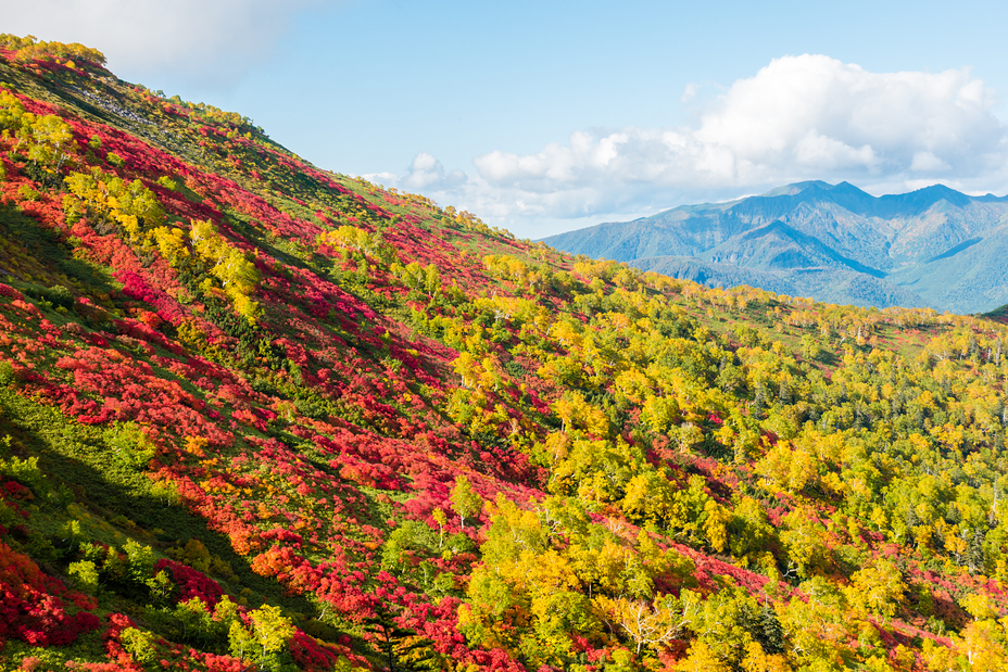 Autumn leaves of Mt. Aka., Mount Aka (Daisetsuzan)