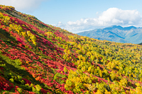 Autumn leaves of Mt. Aka., Mount Aka (Daisetsuzan) photo
