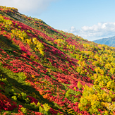 Autumn leaves of Mt. Aka., Mount Aka (Daisetsuzan)