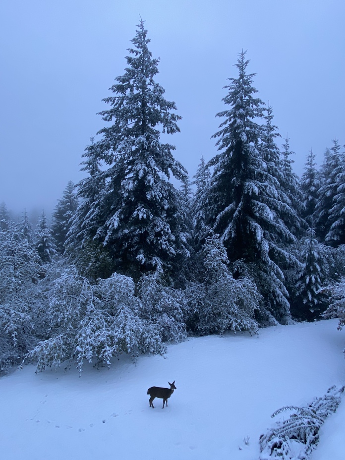 Snowy morning, Larch Mountain (Clark County, Washington)