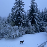 Snowy morning, Larch Mountain (Clark County, Washington)