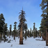 Forsee Creek Trail at 9000', Anderson Peak (San Bernardino Mountains)