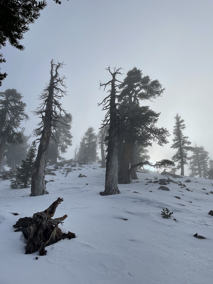 View of the Summit, Anderson Peak (San Bernardino Mountains)