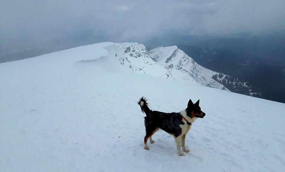 Un perro en la cumbre del Ganekogorta 