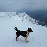 Un perro en la cumbre del Ganekogorta 