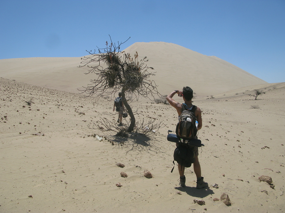 Flora On The Dune Of Cerro Blanco, Cerro blanco/sand dune