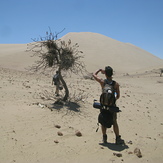 Flora On The Dune Of Cerro Blanco, Cerro blanco/sand dune