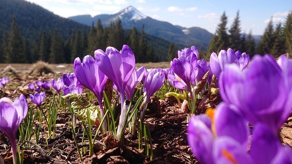 Doboshanka  Ukraine, Hoverla