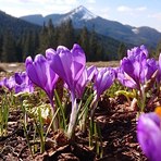 Doboshanka  Ukraine, Hoverla