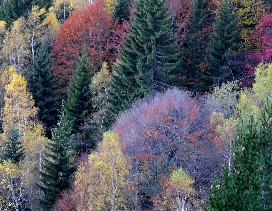 Inner peas, Vitosha