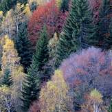 Inner peas, Vitosha