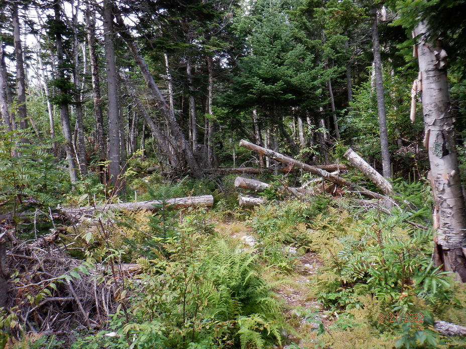 Generally Wild, The Sleepers (New Hampshire)