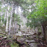 Generally Wild, The Sleepers (New Hampshire)