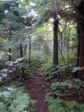 Generally Wild, The Sleepers (New Hampshire) photo