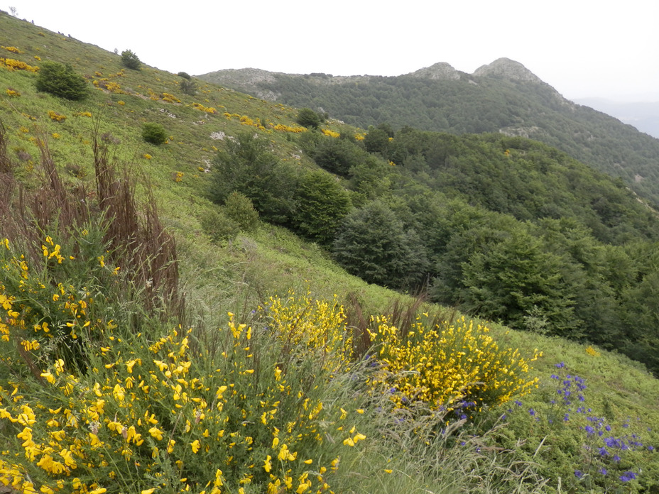 Spring in Montseny, Turó de l'Home