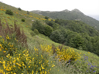 Spring in Montseny, Turó de l'Home photo