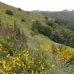 Spring in Montseny, Turó de l'Home