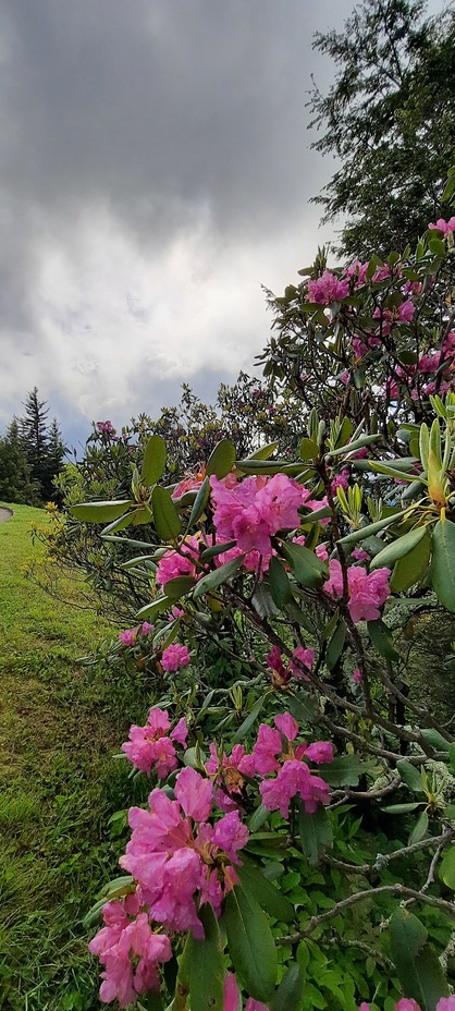 Rhododendron beauty, Mount Mitchell (North Carolina)