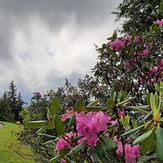 Rhododendron beauty, Mount Mitchell (North Carolina)