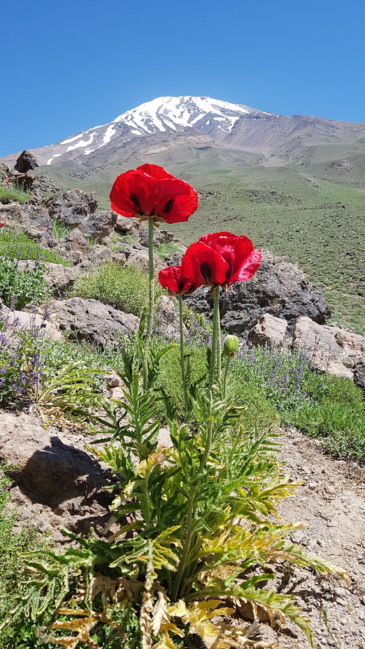 Shaghayegh, Damavand (دماوند)