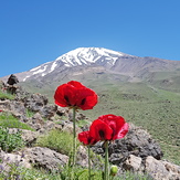 Shaghayegh, Damavand (دماوند)