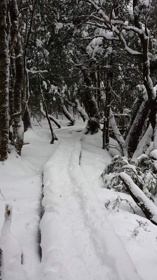 Enchanted walk Cradle Mountain