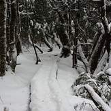 Enchanted walk Cradle Mountain