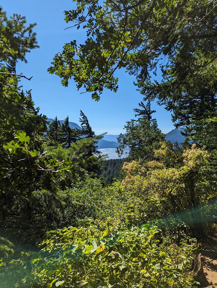 Columbia River and Wind Mountain through the trees, Dog Mountain