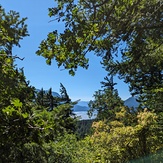 Columbia River and Wind Mountain through the trees, Dog Mountain