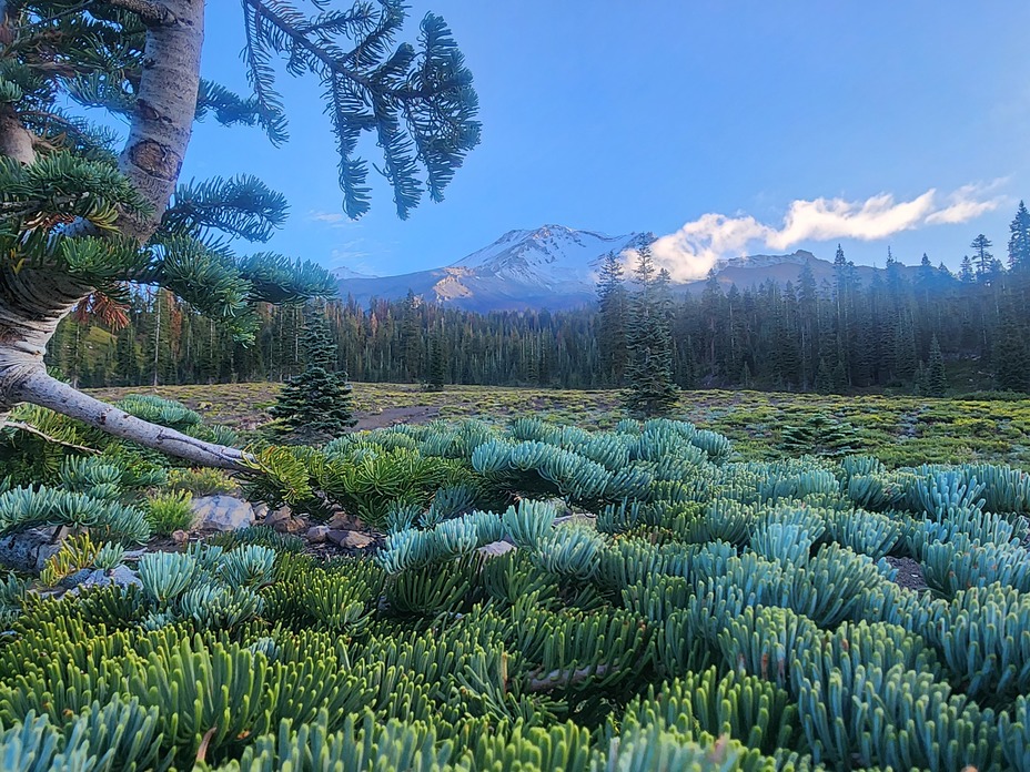 Bunny flats trail head, Mount Shasta