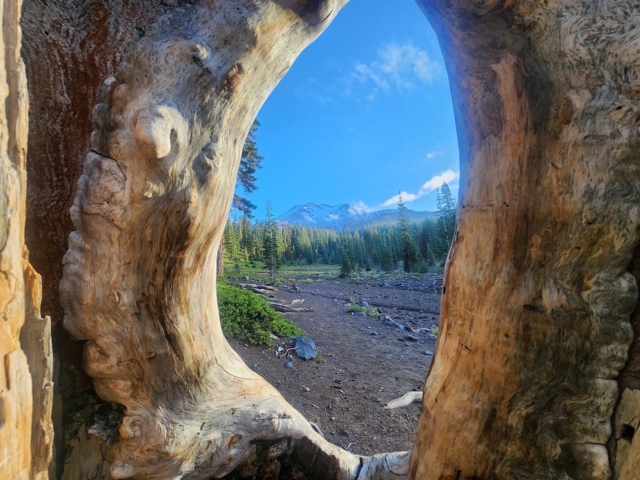 Tree window view, Mount Shasta