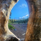 Tree window view, Mount Shasta