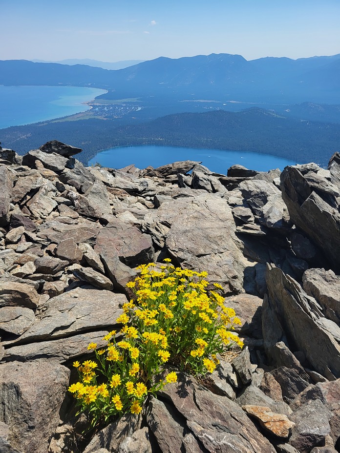 July Blooms on Tallac, Mount Tallac