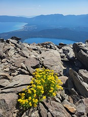 July Blooms on Tallac, Mount Tallac photo