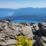 July Blooms on Tallac, Mount Tallac