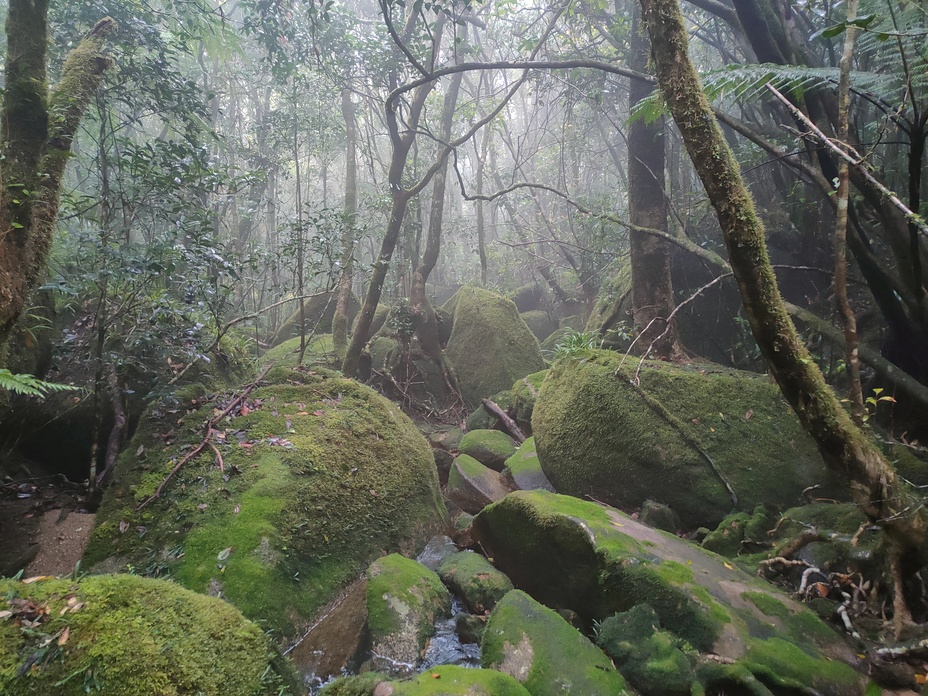 Western camping area scene, Mount Bartle Frere