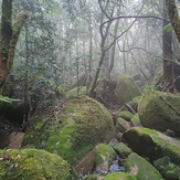 Western camping area scene, Mount Bartle Frere