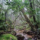 Western camping area rainforest stream