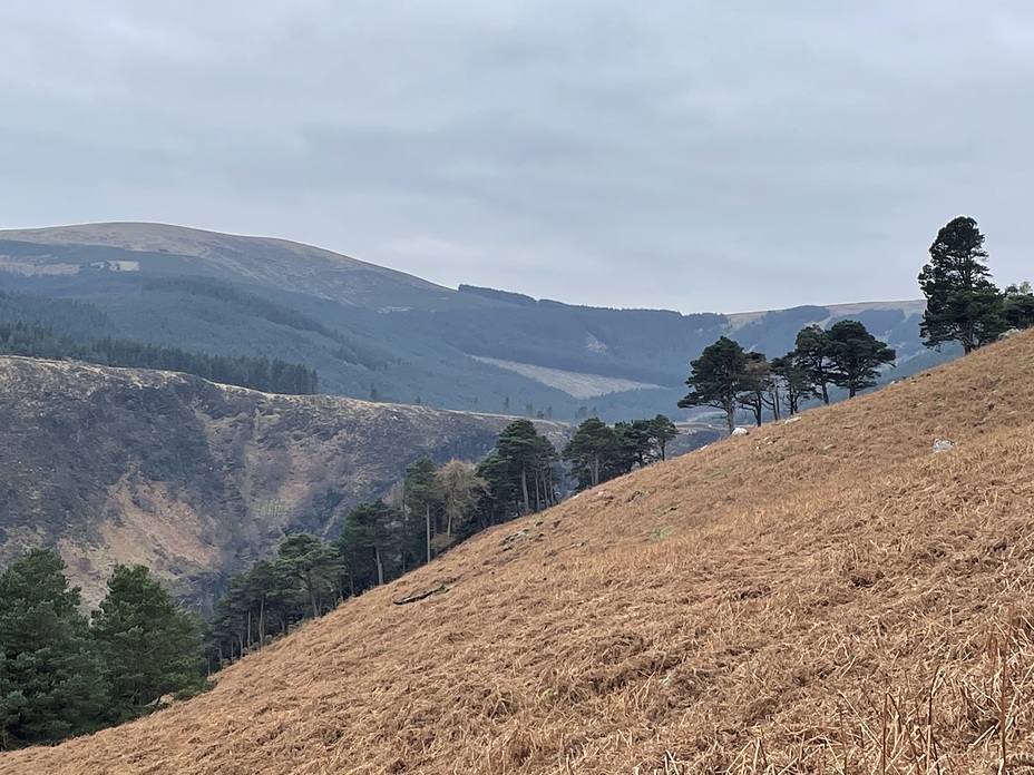 Scots Pine, Camaderry