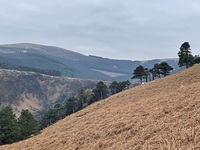 Scots Pine, Camaderry photo