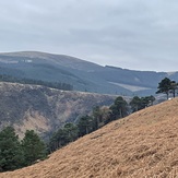 Scots Pine, Camaderry