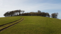 Chanctonbury Ring photo