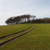 Chanctonbury Ring