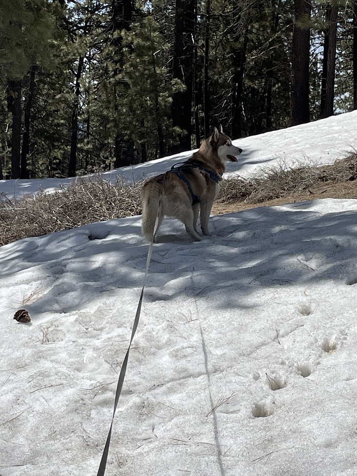 Snow Blue, Mount Pinos